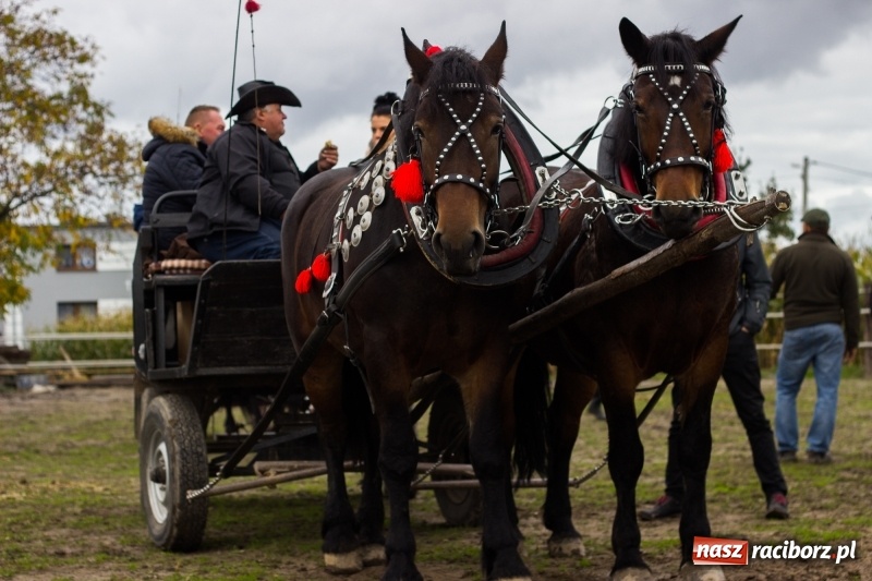 Zdjęcie w galerii na portalu naszraciborz.pl: Adrian Krzemień z lisią kitą w Żerdzinach wiadomości z regionu