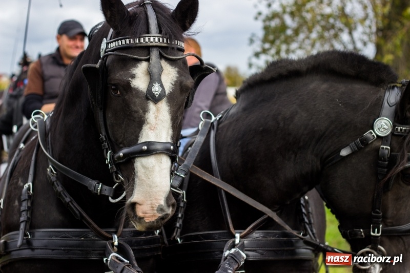 Zdjęcie w galerii na portalu naszraciborz.pl: Adrian Krzemień z lisią kitą w Żerdzinach wiadomości z regionu