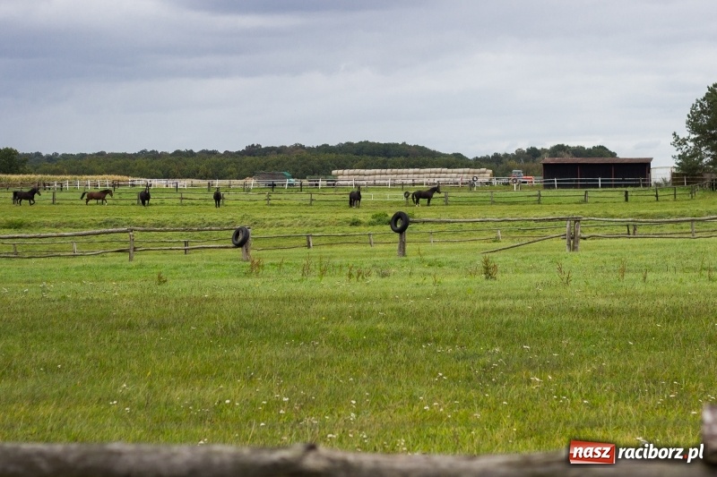 Zdjęcie w galerii na portalu naszraciborz.pl: Adrian Krzemień z lisią kitą w Żerdzinach wiadomości z regionu