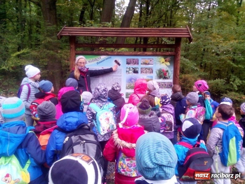 Zdjęcie w galerii na portalu naszraciborz.pl: Jesienna wyprawa do lasu uczniów z ZSP nr 4 wiadomości z regionu
