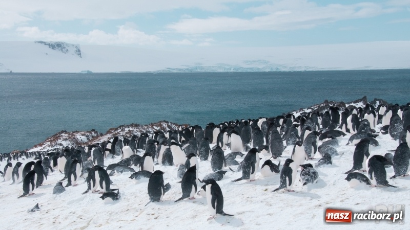 Zdjęcie w galerii na portalu naszraciborz.pl: XIV Raciborski Festiwal Podróżniczy Wiatraki - PEŁNY PROGRAM wiadomości z regionu