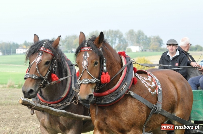 Zdjęcie w galerii na portalu naszraciborz.pl: Kornowacki polsko-czeski Hubertus 2017 WIDEO wiadomości z regionu