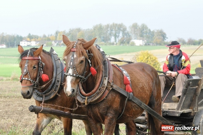 Zdjęcie w galerii na portalu naszraciborz.pl: Kornowacki polsko-czeski Hubertus 2017 WIDEO wiadomości z regionu