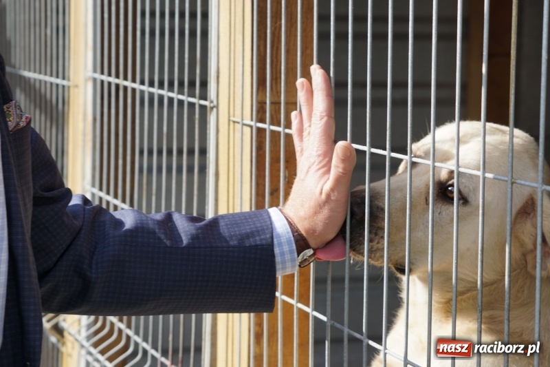 Zdjęcie w galerii na portalu naszraciborz.pl: Pieskie życie. Raciborskie schronisko zmienia się na lepsze wiadomości z regionu