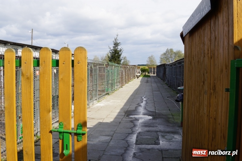 Zdjęcie w galerii na portalu naszraciborz.pl: Pieskie życie. Raciborskie schronisko zmienia się na lepsze wiadomości z regionu