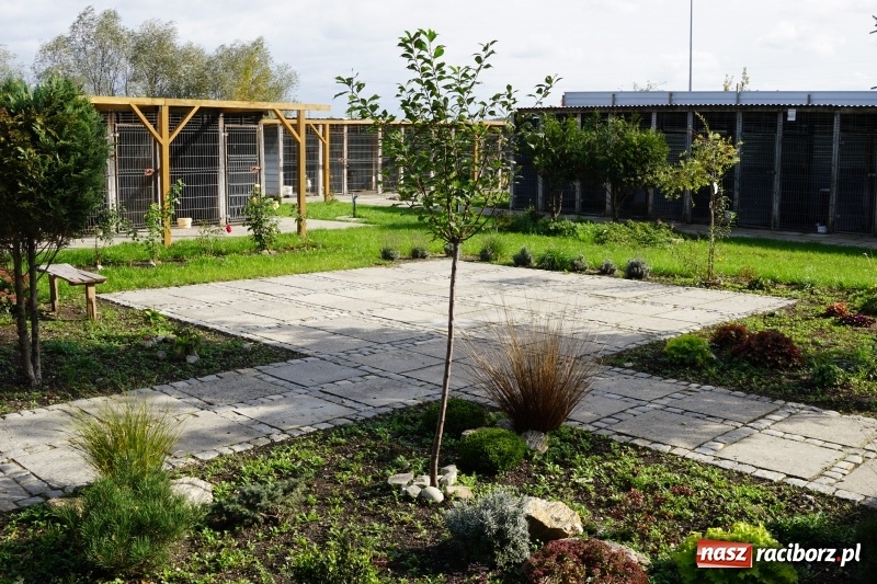 Zdjęcie w galerii na portalu naszraciborz.pl: Pieskie życie. Raciborskie schronisko zmienia się na lepsze wiadomości z regionu