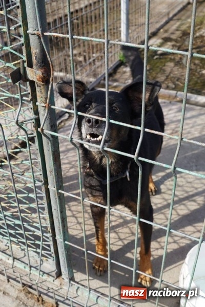 Zdjęcie w galerii na portalu naszraciborz.pl: Pieskie życie. Raciborskie schronisko zmienia się na lepsze wiadomości z regionu