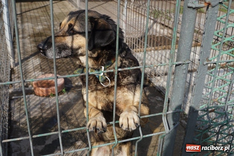 Zdjęcie w galerii na portalu naszraciborz.pl: Pieskie życie. Raciborskie schronisko zmienia się na lepsze wiadomości z regionu