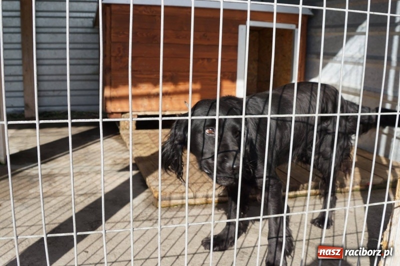 Zdjęcie w galerii na portalu naszraciborz.pl: Pieskie życie. Raciborskie schronisko zmienia się na lepsze wiadomości z regionu