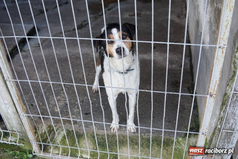 Zdjęcie w galerii na portalu naszraciborz.pl: Pieskie życie. Raciborskie schronisko zmienia się na lepsze wiadomości z regionu