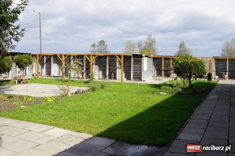 Zdjęcie w galerii na portalu naszraciborz.pl: Pieskie życie. Raciborskie schronisko zmienia się na lepsze wiadomości z regionu