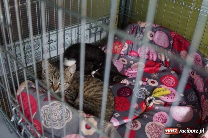 Zdjęcie w galerii na portalu naszraciborz.pl: Pieskie życie. Raciborskie schronisko zmienia się na lepsze wiadomości z regionu