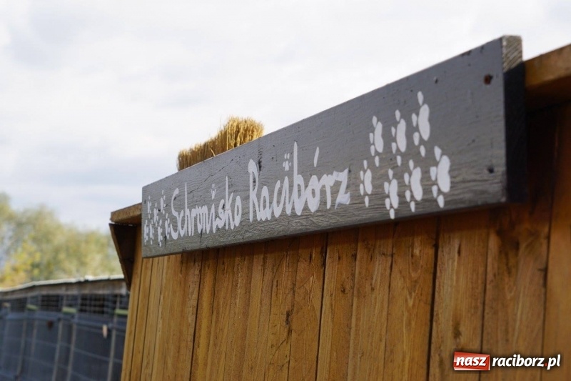 Zdjęcie w galerii na portalu naszraciborz.pl: Pieskie życie. Raciborskie schronisko zmienia się na lepsze wiadomości z regionu