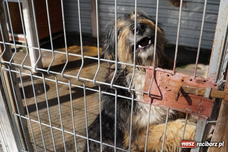 Zdjęcie w galerii na portalu naszraciborz.pl: Pieskie życie. Raciborskie schronisko zmienia się na lepsze wiadomości z regionu