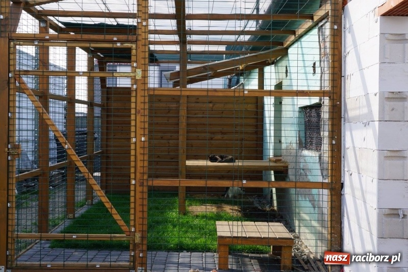 Zdjęcie w galerii na portalu naszraciborz.pl: Pieskie życie. Raciborskie schronisko zmienia się na lepsze wiadomości z regionu