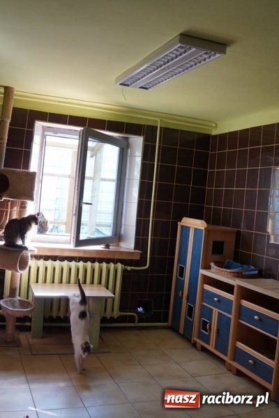 Zdjęcie w galerii na portalu naszraciborz.pl: Pieskie życie. Raciborskie schronisko zmienia się na lepsze wiadomości z regionu