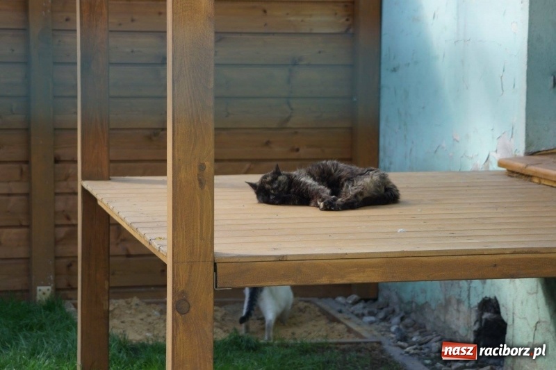 Zdjęcie w galerii na portalu naszraciborz.pl: Pieskie życie. Raciborskie schronisko zmienia się na lepsze wiadomości z regionu