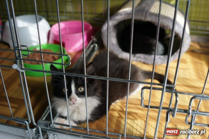 Zdjęcie w galerii na portalu naszraciborz.pl: Pieskie życie. Raciborskie schronisko zmienia się na lepsze wiadomości z regionu
