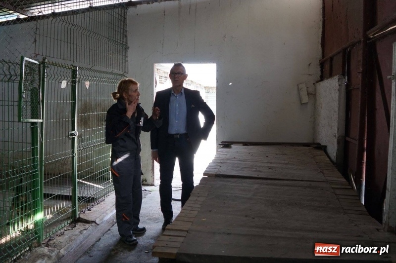 Zdjęcie w galerii na portalu naszraciborz.pl: Pieskie życie. Raciborskie schronisko zmienia się na lepsze wiadomości z regionu