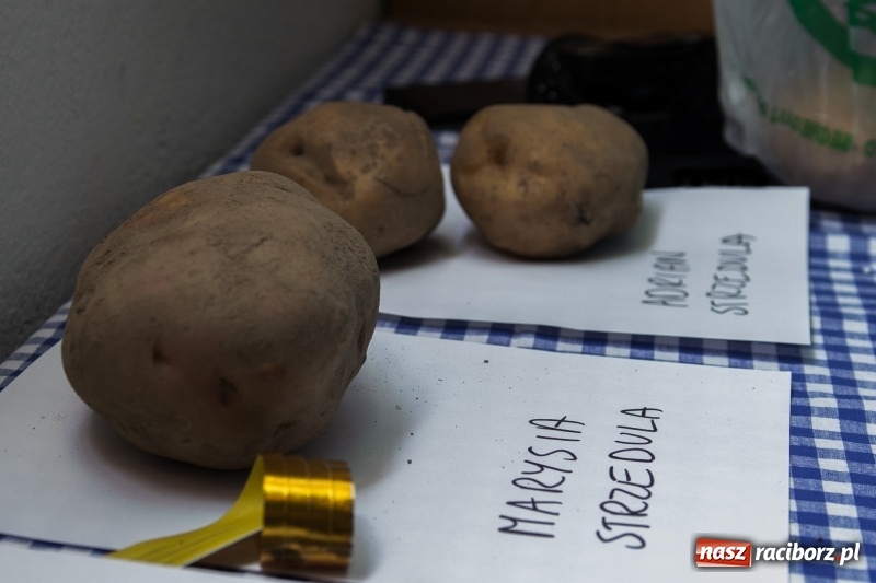 Zdjęcie w galerii na portalu naszraciborz.pl: Święto ziemniaka, czyli Kartoffelfest w Gamowie wiadomości z regionu