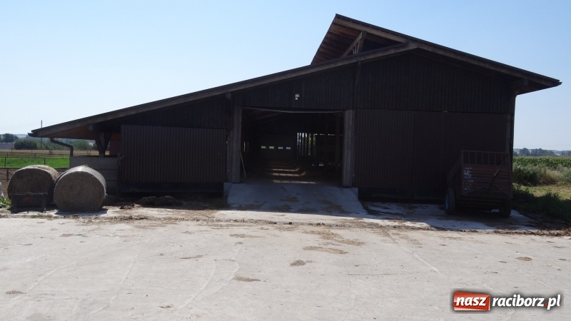 Zdjęcie w galerii na portalu naszraciborz.pl: Najpiękniejsza zagroda województwa śląskiego znajduje się w Krzanowicach  wiadomości z regionu