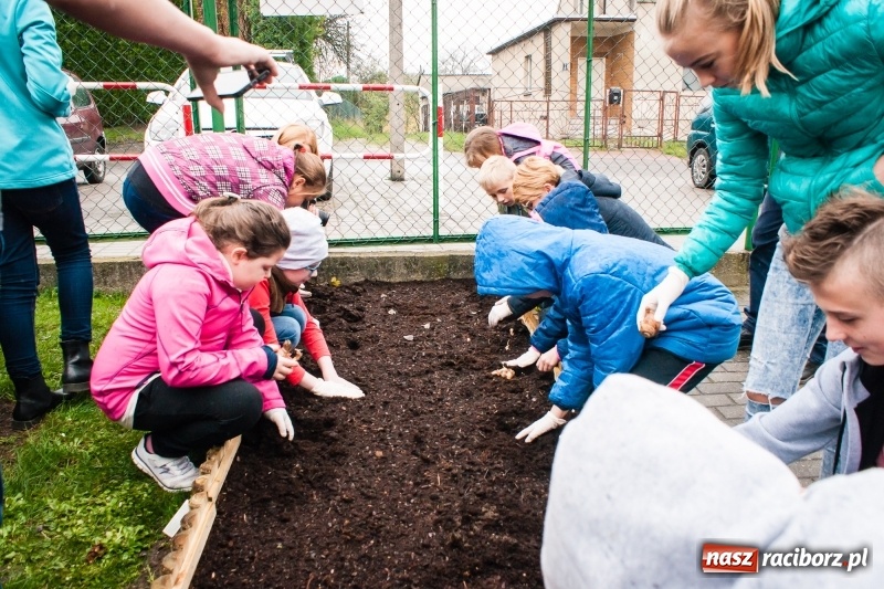 Zdjęcie w galerii na portalu naszraciborz.pl: W Markowicach posadzono żonkile, czyli inauguracja kolejnej edycji Pola Nadziei wiadomości z regionu