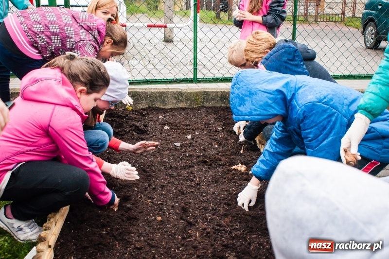 Zdjęcie w galerii na portalu naszraciborz.pl: W Markowicach posadzono żonkile, czyli inauguracja kolejnej edycji Pola Nadziei wiadomości z regionu