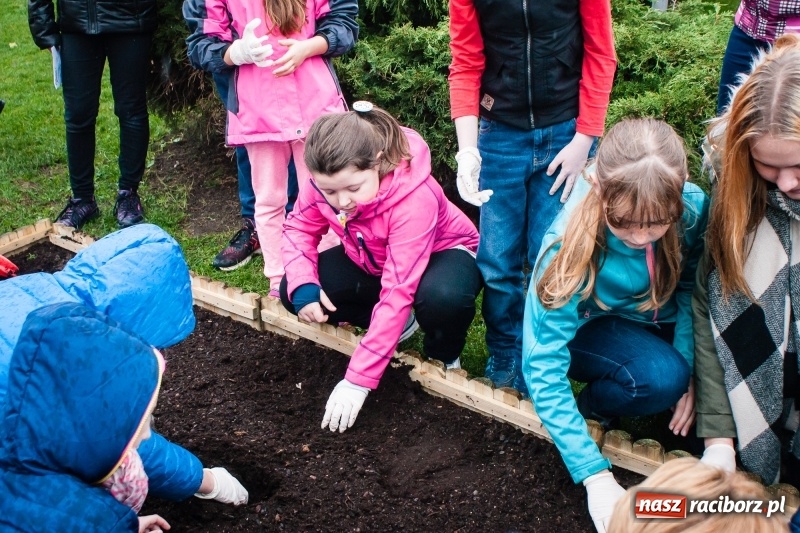 Zdjęcie w galerii na portalu naszraciborz.pl: W Markowicach posadzono żonkile, czyli inauguracja kolejnej edycji Pola Nadziei wiadomości z regionu