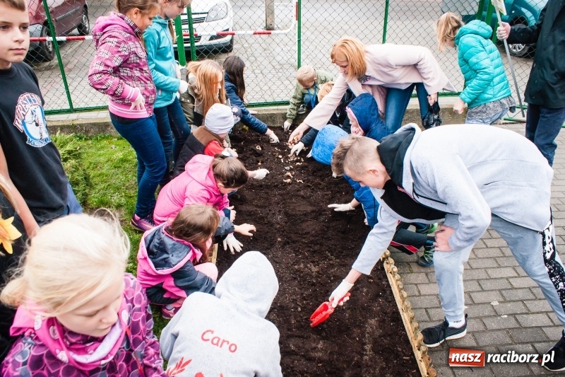 Zdjęcie w galerii na portalu naszraciborz.pl: W Markowicach posadzono żonkile, czyli inauguracja kolejnej edycji Pola Nadziei wiadomości z regionu