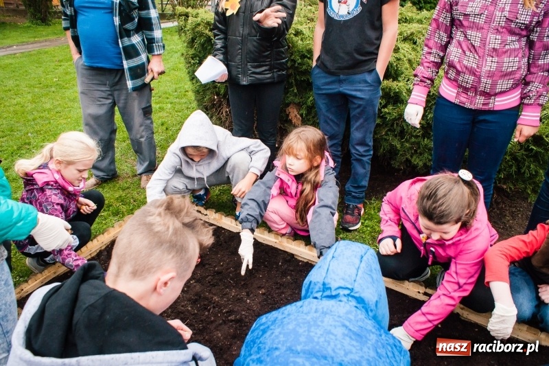 Zdjęcie w galerii na portalu naszraciborz.pl: W Markowicach posadzono żonkile, czyli inauguracja kolejnej edycji Pola Nadziei wiadomości z regionu