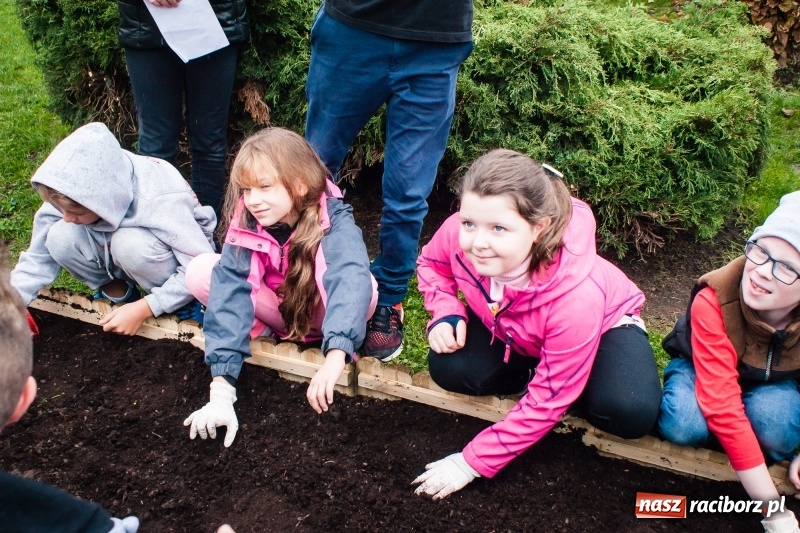 Zdjęcie w galerii na portalu naszraciborz.pl: W Markowicach posadzono żonkile, czyli inauguracja kolejnej edycji Pola Nadziei wiadomości z regionu