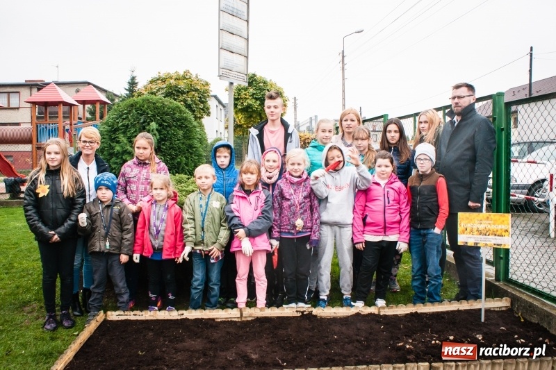 Zdjęcie w galerii na portalu naszraciborz.pl: W Markowicach posadzono żonkile, czyli inauguracja kolejnej edycji Pola Nadziei wiadomości z regionu