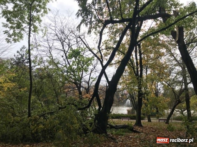 Zdjęcie w galerii na portalu naszraciborz.pl: Strażacy nadal walczą ze skutkami orkanu Grzegorz  wiadomości z regionu