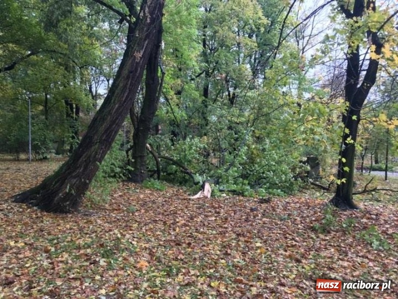 Zdjęcie w galerii na portalu naszraciborz.pl: Strażacy nadal walczą ze skutkami orkanu Grzegorz  wiadomości z regionu