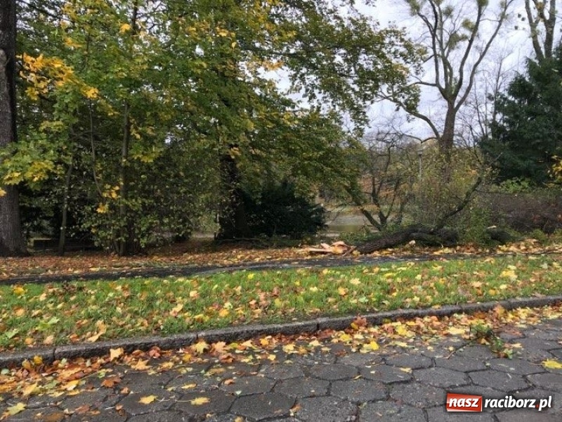 Zdjęcie w galerii na portalu naszraciborz.pl: Strażacy nadal walczą ze skutkami orkanu Grzegorz  wiadomości z regionu