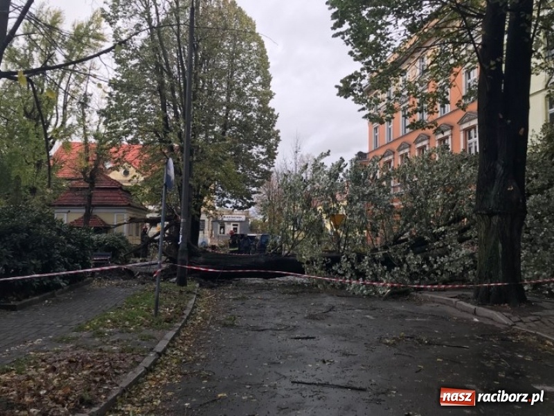 Zdjęcie w galerii na portalu naszraciborz.pl: Z placu Wolności znikną stare drzewa, Zagrażają przechodniom  wiadomości z regionu