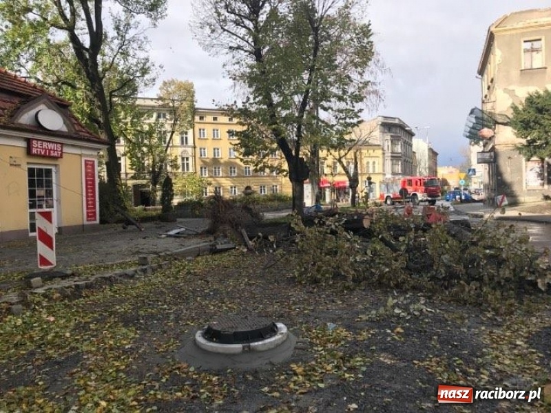 Zdjęcie w galerii na portalu naszraciborz.pl: Z placu Wolności znikną stare drzewa, Zagrażają przechodniom  wiadomości z regionu