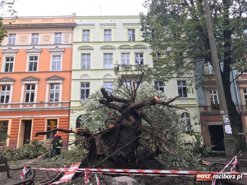 Zdjęcie w galerii na portalu naszraciborz.pl: Z placu Wolności znikną stare drzewa, Zagrażają przechodniom  wiadomości z regionu