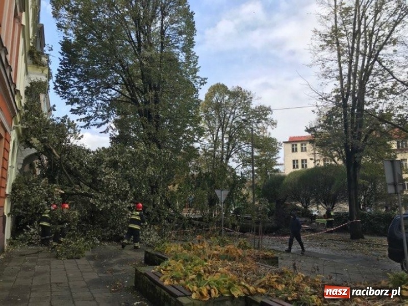 Zdjęcie w galerii na portalu naszraciborz.pl: Z placu Wolności znikną stare drzewa, Zagrażają przechodniom  wiadomości z regionu