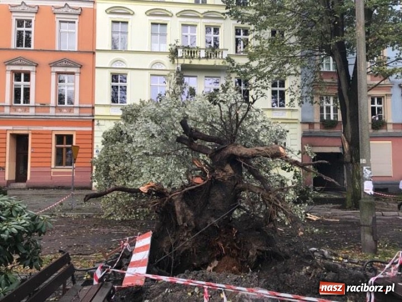 Zdjęcie w galerii na portalu naszraciborz.pl: Z placu Wolności znikną stare drzewa, Zagrażają przechodniom  wiadomości z regionu