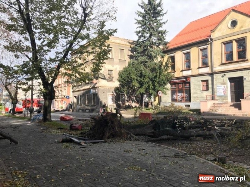 Zdjęcie w galerii na portalu naszraciborz.pl: Z placu Wolności znikną stare drzewa, Zagrażają przechodniom  wiadomości z regionu