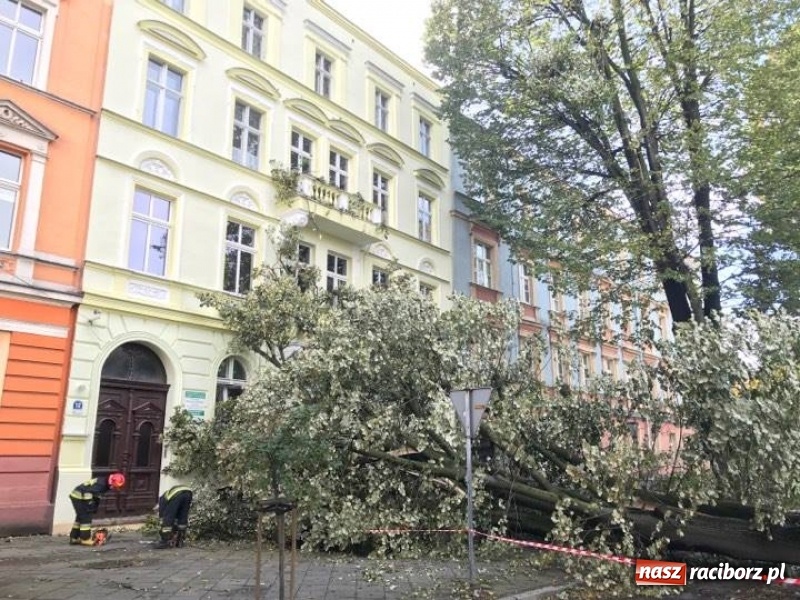 Zdjęcie w galerii na portalu naszraciborz.pl: Z placu Wolności znikną stare drzewa, Zagrażają przechodniom  wiadomości z regionu
