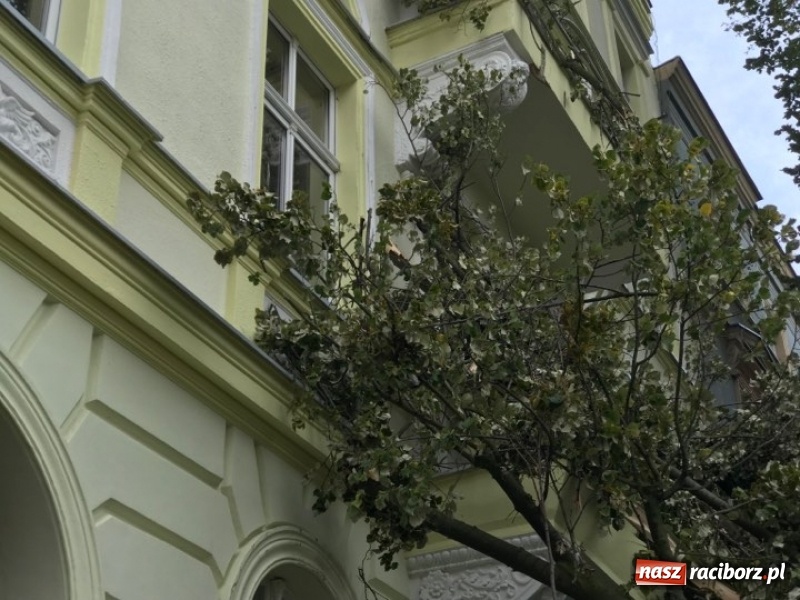 Zdjęcie w galerii na portalu naszraciborz.pl: Z placu Wolności znikną stare drzewa, Zagrażają przechodniom  wiadomości z regionu