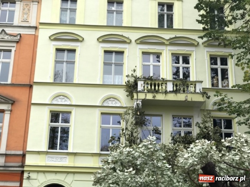 Zdjęcie w galerii na portalu naszraciborz.pl: Z placu Wolności znikną stare drzewa, Zagrażają przechodniom  wiadomości z regionu