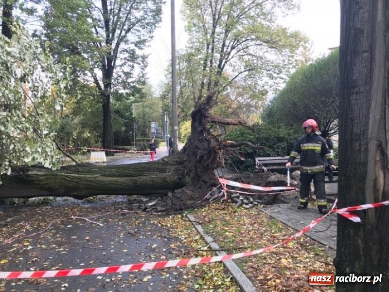 Zdjęcie w galerii na portalu naszraciborz.pl: Z placu Wolności znikną stare drzewa, Zagrażają przechodniom  wiadomości z regionu