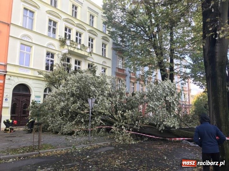 Zdjęcie w galerii na portalu naszraciborz.pl: Z placu Wolności znikną stare drzewa, Zagrażają przechodniom  wiadomości z regionu