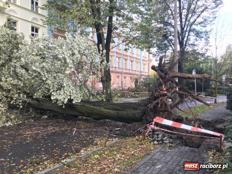 Zdjęcie w galerii na portalu naszraciborz.pl: Z placu Wolności znikną stare drzewa, Zagrażają przechodniom  wiadomości z regionu