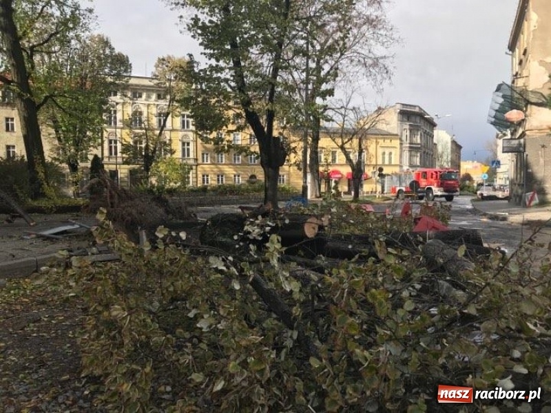 Zdjęcie w galerii na portalu naszraciborz.pl: Z placu Wolności znikną stare drzewa, Zagrażają przechodniom  wiadomości z regionu