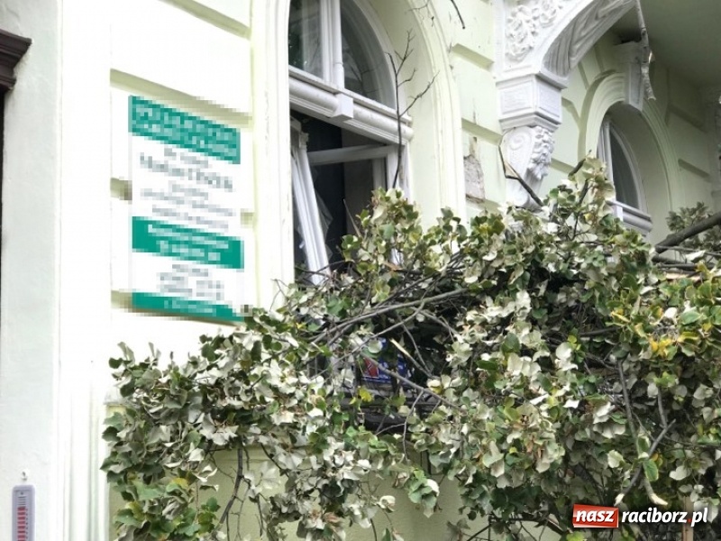 Zdjęcie w galerii na portalu naszraciborz.pl: Z placu Wolności znikną stare drzewa, Zagrażają przechodniom  wiadomości z regionu