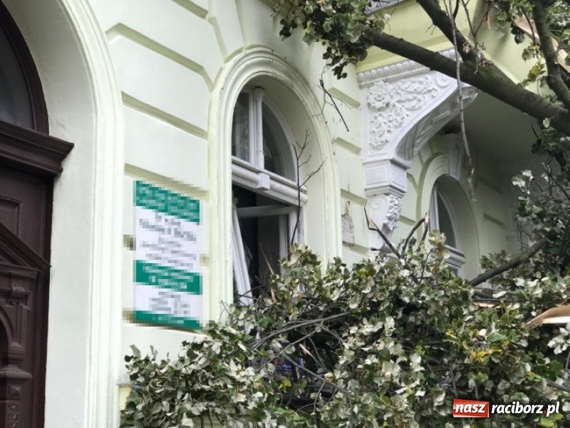 Zdjęcie w galerii na portalu naszraciborz.pl: Z placu Wolności znikną stare drzewa, Zagrażają przechodniom  wiadomości z regionu